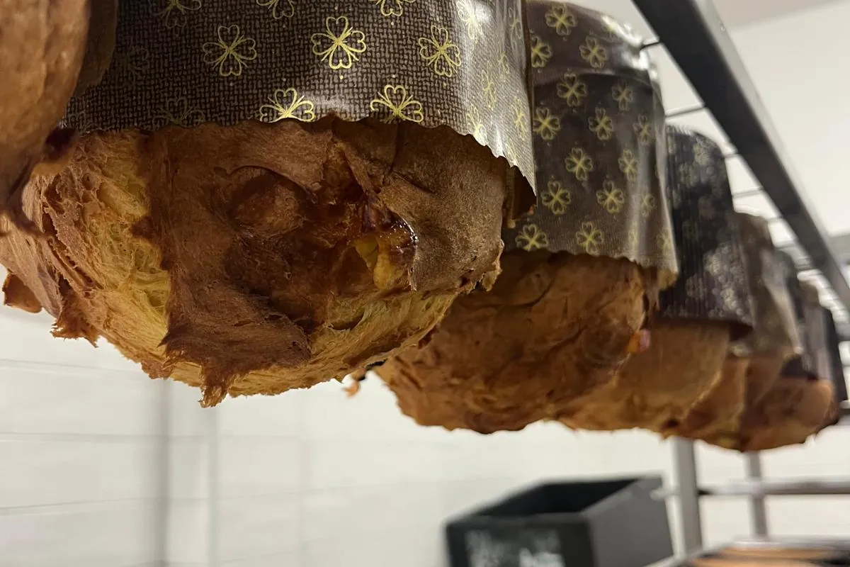 Panettoni artigianali Da Paolo capovolti a raffreddare dopo la cottura